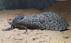 Attēlu rezultāti vaicājumam “Hepialidae”