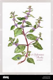 Attēlu rezultāti vaicājumam “Mentha arvensis flower”