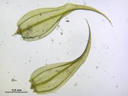 Attēlu rezultāti vaicājumam “Palustriella falcata”