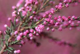 Attēlu rezultāti vaicājumam “Calluna vulgaris flower”