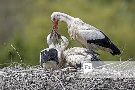 Attēlu rezultāti vaicājumam “Ciconia ciconia juvenile”