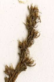 Attēlu rezultāti vaicājumam “Sedum sexangulare leaf”