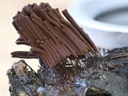 Attēlu rezultāti vaicājumam “Symphytocarpus flaccidus spores”