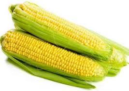 Attēlu rezultāti vaicājumam “Zea mays”