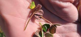 Attēlu rezultāti vaicājumam “Uromyces dactylidis”