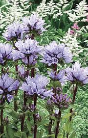 Attēlu rezultāti vaicājumam “Campanula glomerata leaf”