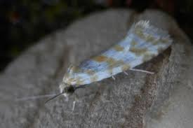 Attēlu rezultāti vaicājumam “Aethes margaritana”