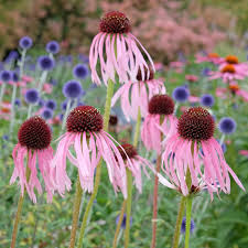 Image result for Echinacea pallida