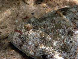 Image result for Paralichthys albigutta