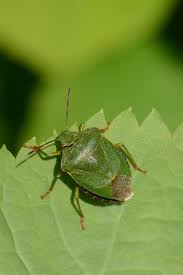 Attēlu rezultāti vaicājumam “Palomena prasina”