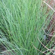 Attēlu rezultāti vaicājumam “Juncus inflexus”