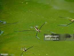 Attēlu rezultāti vaicājumam “Gerridae”