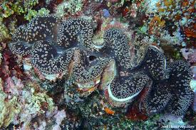 Image result for tridacna