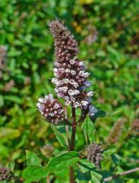 Attēlu rezultāti vaicājumam “Mentha x piperita leaf”