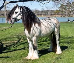 Gypsy Vanner Horse Breeding/Show Stable, Pick and Play - Page 2 Images?q=tbn:ANd9GcQ-a_L-4mqUG9sIJPioftOum7SoP9u2mkAnFmMz7eDY5NMsidrH3g