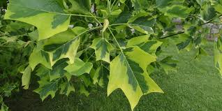 Attēlu rezultāti vaicājumam “Liriodendron tulipifera”