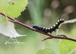 Attēlu rezultāti vaicājumam “Acronicta alni larva”