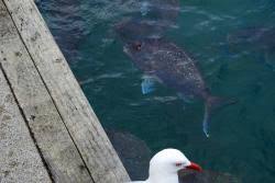 Image result for Pagrus auratus