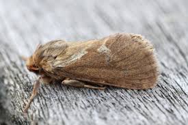 Attēlu rezultāti vaicājumam “Hepialus lupulinus”