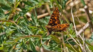 Attēlu rezultāti vaicājumam “Boloria dia upperside”