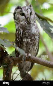 Attēlu rezultāti vaicājumam “Aegolius funereus adult”