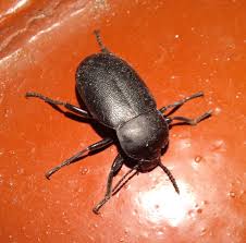 Attēlu rezultāti vaicājumam “Blaps mortisaga”