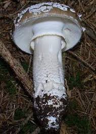 Attēlu rezultāti vaicājumam “Amanita excelsa”
