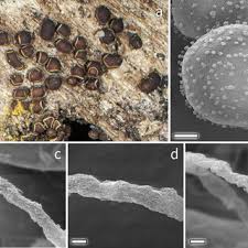 Attēlu rezultāti vaicājumam “Licea pusilla spores”