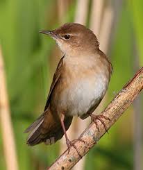 Image result for Locustella luscinioides