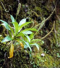 Attēlu rezultāti vaicājumam “Plantaginaceae”
