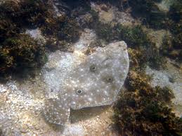 Image result for Paralichthys albigutta