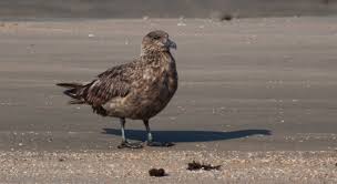 Image result for Stercorarius skua
