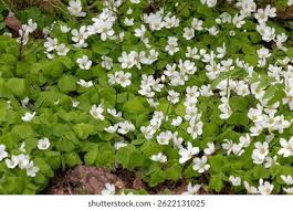 Attēlu rezultāti vaicājumam “Oxalis acetosella”