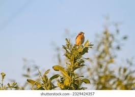 Attēlu rezultāti vaicājumam “Saxicola rubetra juvenile”