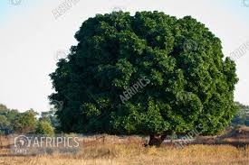 Attēlu rezultāti vaicājumam “Trichia erecta macro”