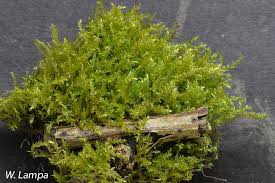 Attēlu rezultāti vaicājumam “Eurhynchiastrum pulchellum”