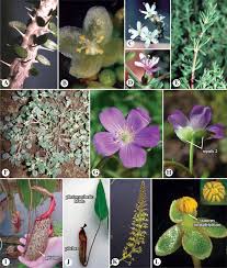 Attēlu rezultāti vaicājumam “Santalaceae”