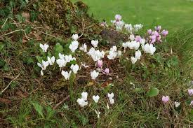 Attēlu rezultāti vaicājumam “Cyclamen hederifolium”