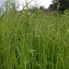 Attēlu rezultāti vaicājumam “Leersia oryzoides”