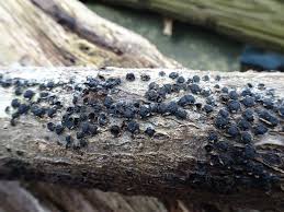 Attēlu rezultāti vaicājumam “Diatrype disciformis”