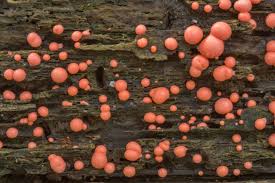 Attēlu rezultāti vaicājumam “Lycogala cf. oleocrystalliferum sessile”