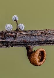 Attēlu rezultāti vaicājumam “Cribraria rubiginosa”