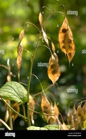 Attēlu rezultāti vaicājumam “Lunaria rediviva fruit”