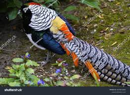 Image result for Chrysolophus amherstiae