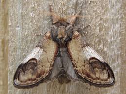 Attēlu rezultāti vaicājumam “Notodonta ziczac”