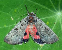 Attēlu rezultāti vaicājumam “Catocala pacta”