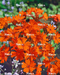 Attēlu rezultāti vaicājumam “Silene x arkwrightii Vesuvius”