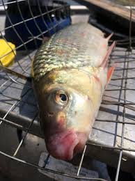 Image result for Moxostoma macrolepidotum