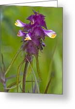 Attēlu rezultāti vaicājumam “Melampyrum cristatum”