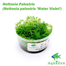 Attēlu rezultāti vaicājumam “Hottonia palustris leaf”